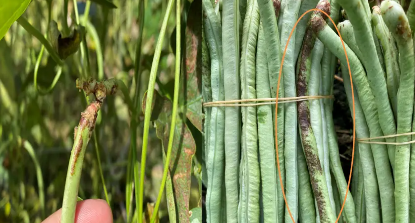 豇豆蓟马、斑潜蝇的绿色防控技术有哪些？