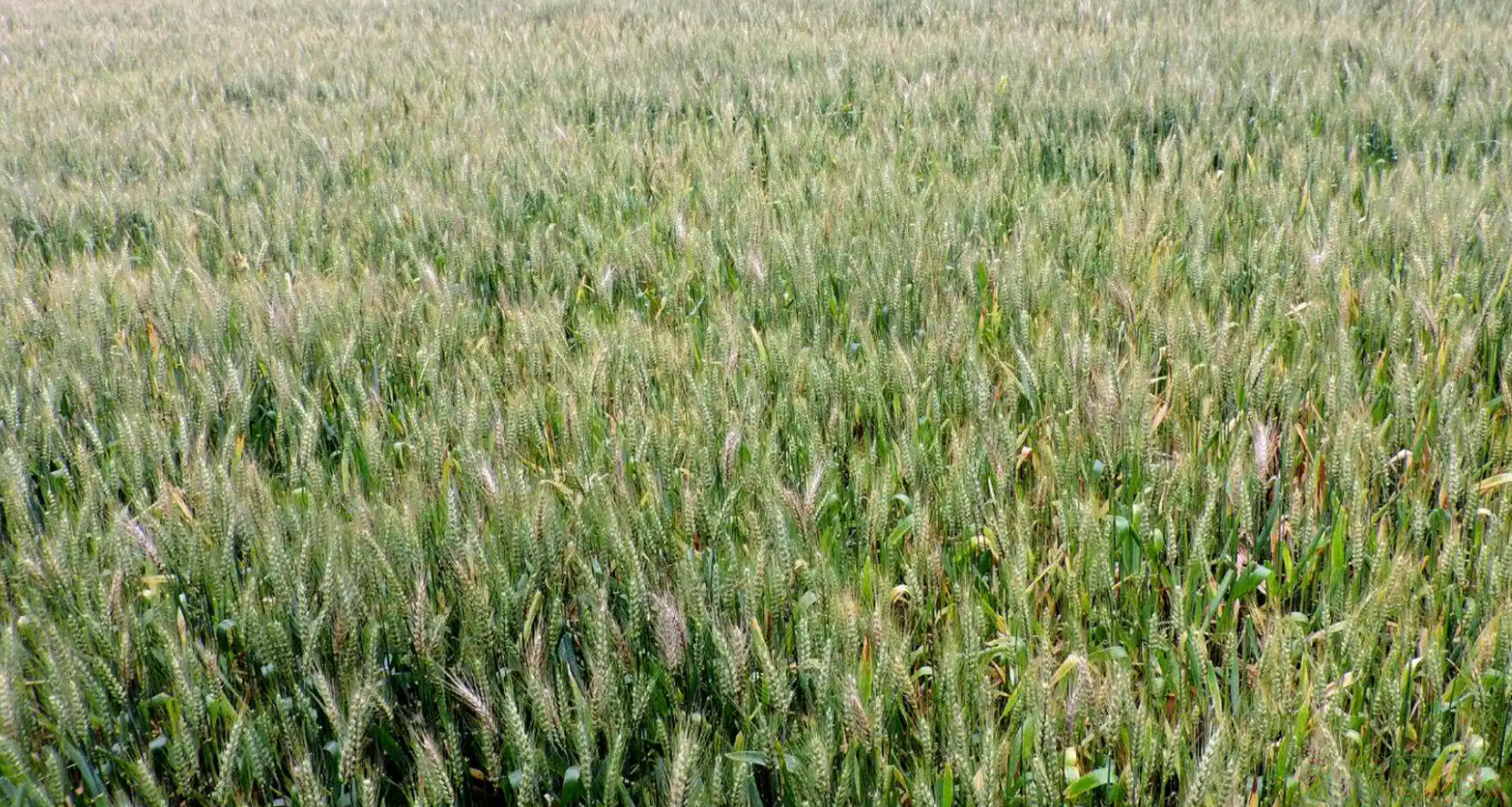 小麦赤霉病条锈病重发区域预警与2025年科学防控应对策略