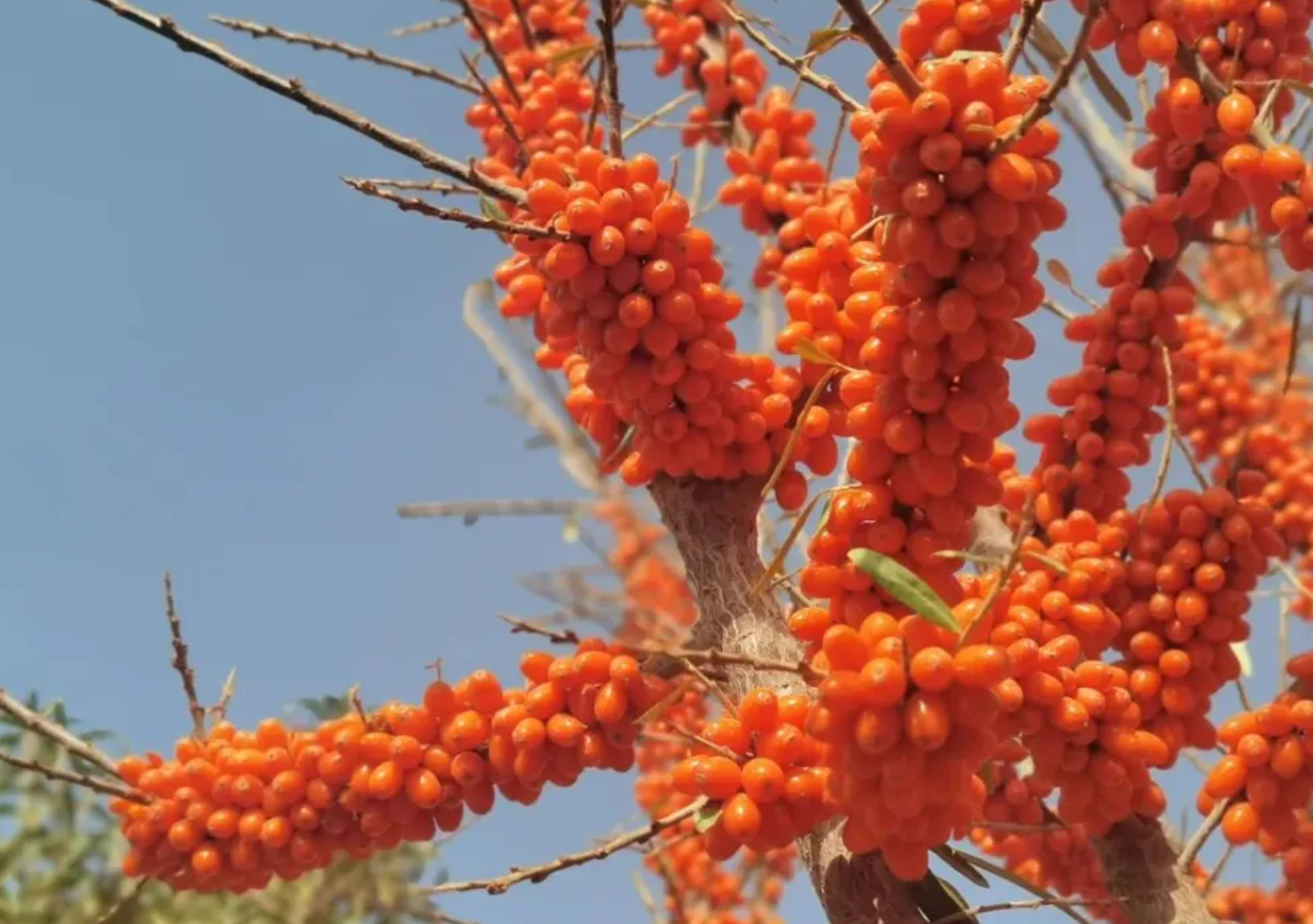 泽普县:特色农业铺就乡村振兴富民路