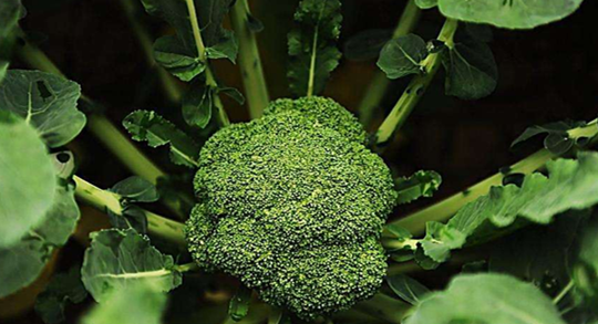 西兰花种植选种