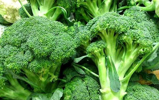 西兰花种植防虫