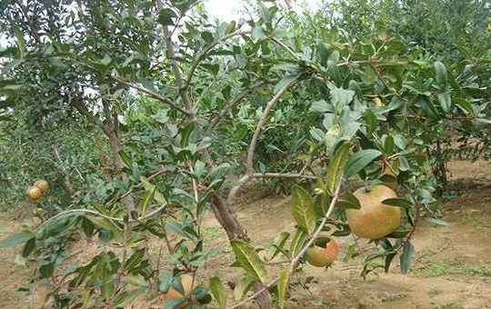 石榴老房挂藏与堆藏