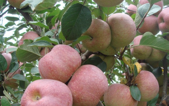 苹果罐头销售渠道