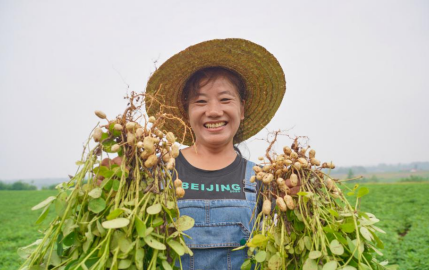 曾坡村花生地景象
