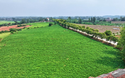 合作社收购花生