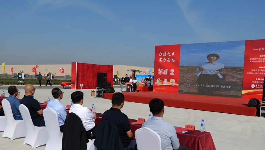 岳龙镇甘薯种植景象