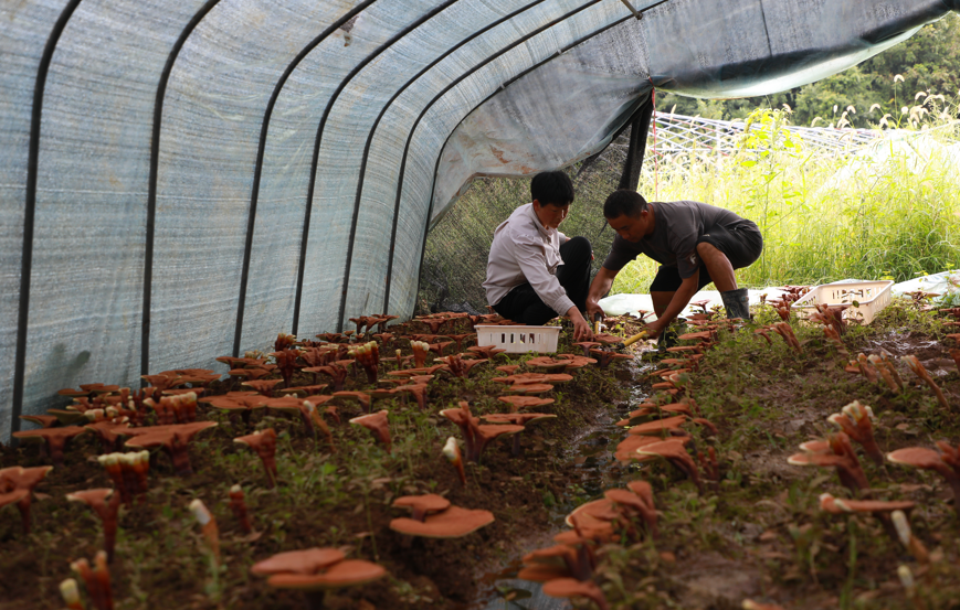 灵芝大棚景象
