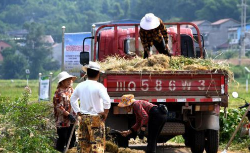 金石镇丰收场景