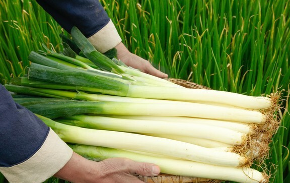 大葱农户贮藏方法相关图片