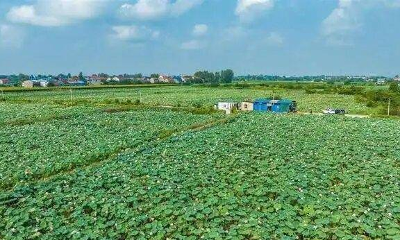 鄂州上倪村莲子加工产品