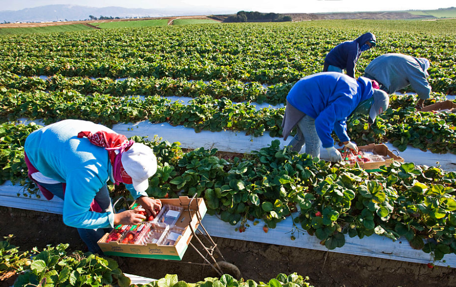 西班牙农场工人劳作