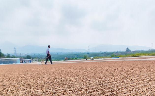 河头村酸枣晾晒场景