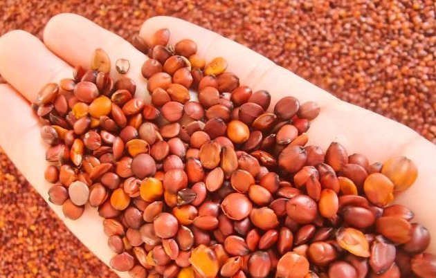 河头村酸枣加工场景