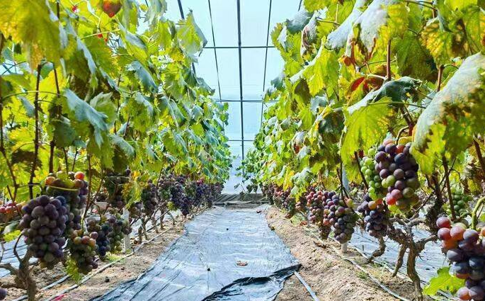 葡萄大棚相关图片