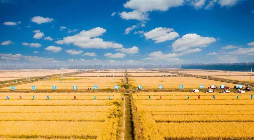 潜江虾稻共作场景