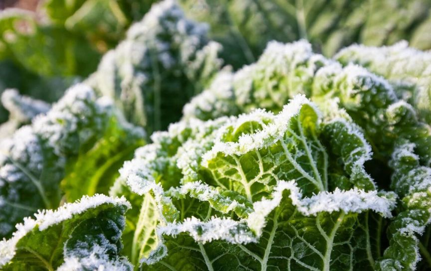 霜打白菜