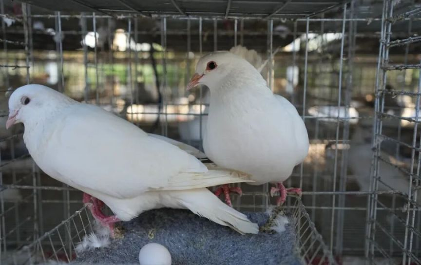 岳阳县鸽业成果