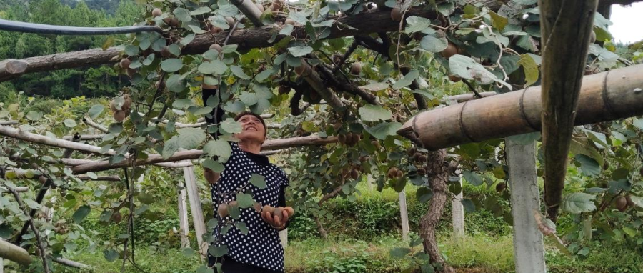 石柱镇坎上村猕猴桃快递发货场景