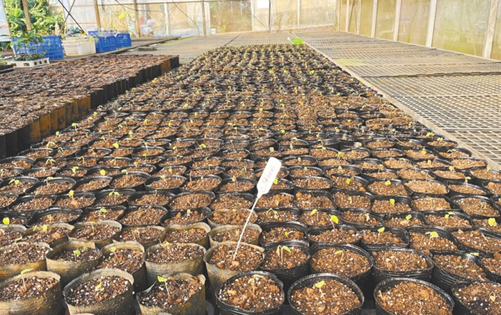 海南水果文化赋能