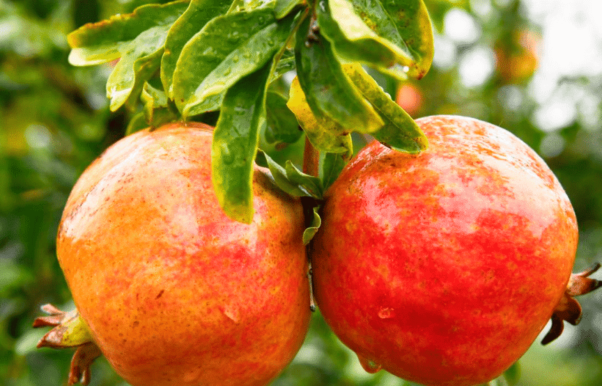 全红和红黄相间石榴对比