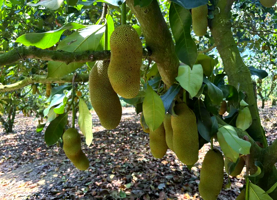 三亚：力拓“新奇特优”水果版图，三季度产值剑指亿元增量