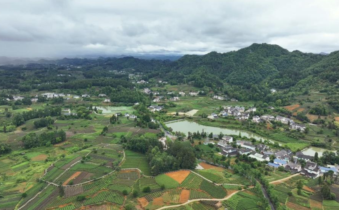 竹海变”金山”！贵州赤水”以竹代塑”打造绿色聚宝盆