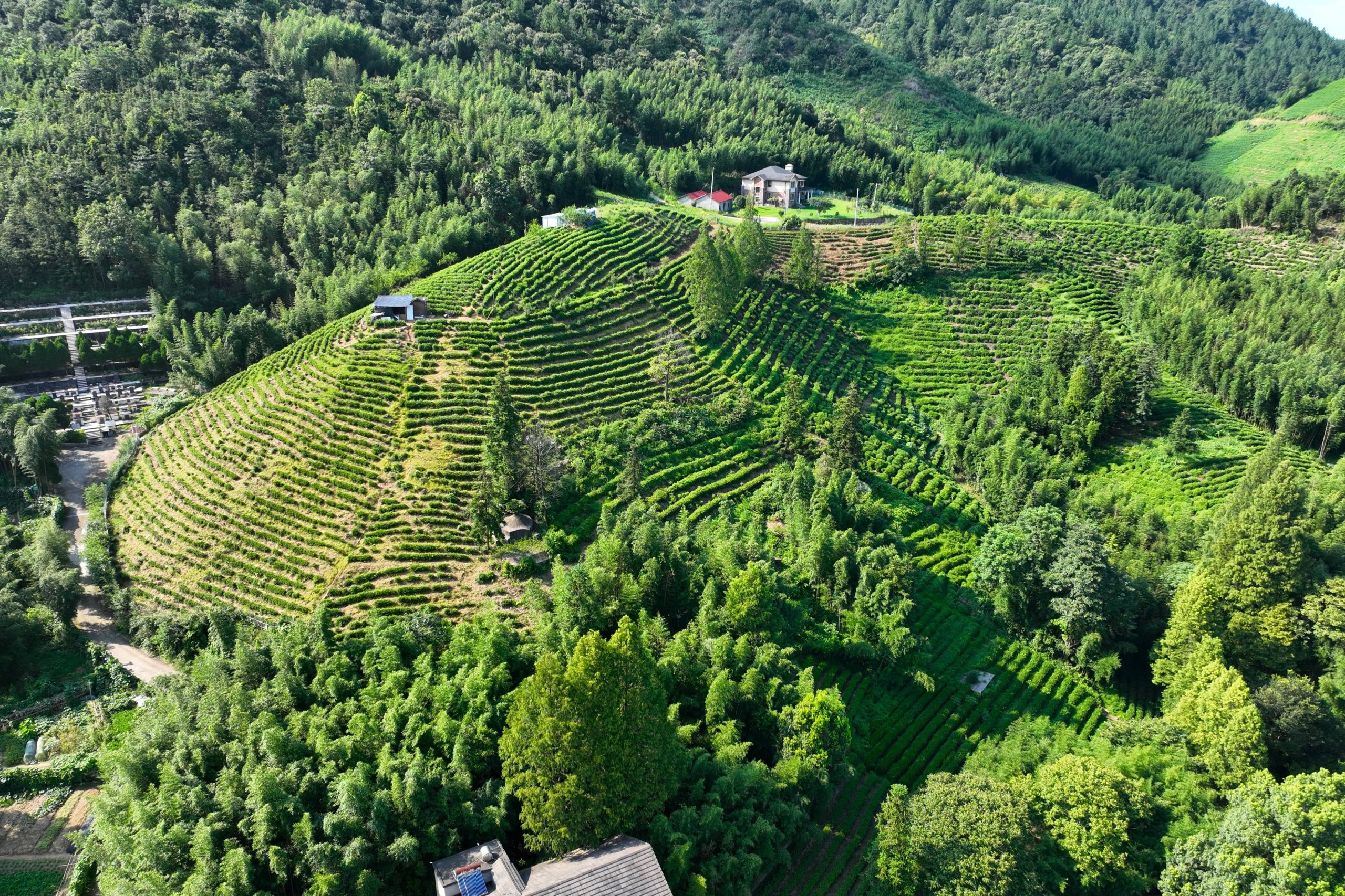 杭州径山村：茶香里“泡”出的绿色富村路！