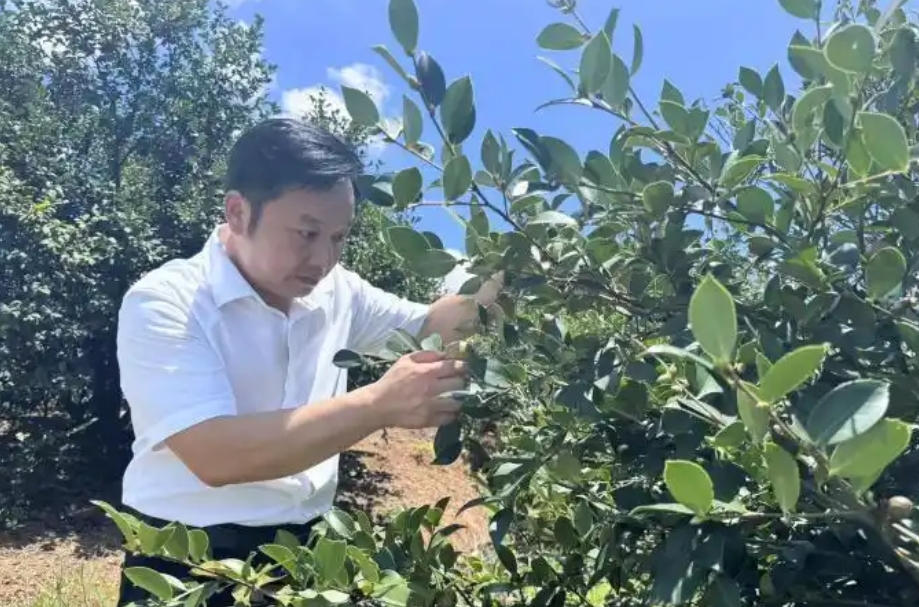 三伏热土育新绿，油茶逐梦共富路——胡自荣的乡村传奇