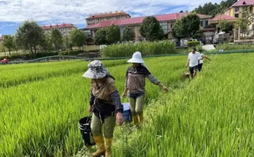 云南龙陵：35.6吨鱼苗跃入稻田 绘就”稻鱼共生”生态增收新画卷