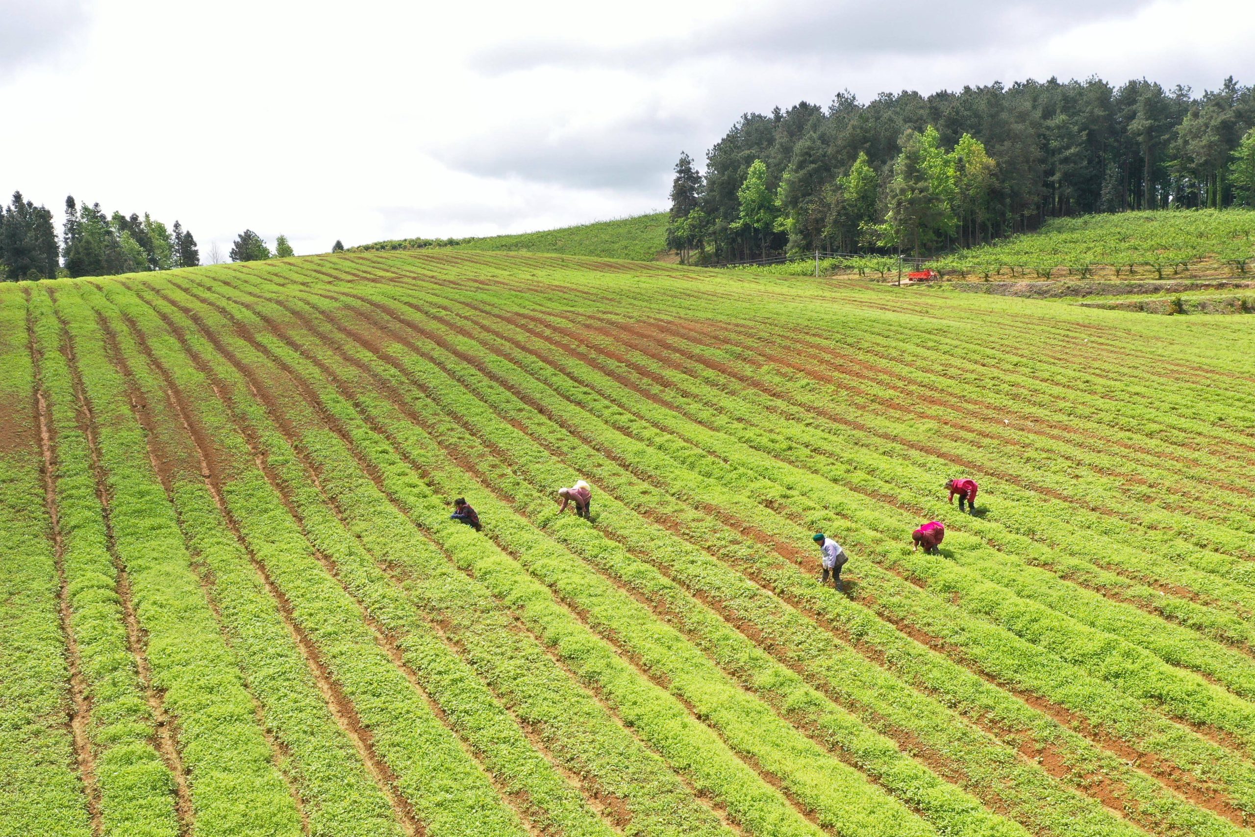 一文看懂2025年“三农”工作重点