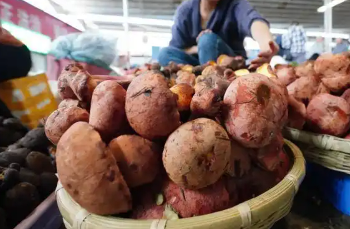 暑期昆明：见手青“跨界”出圈，开启山珍新玩法