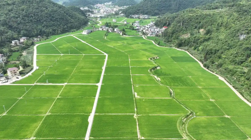 贵州岑巩：科技赋能，绘就水稻制种产业新画卷