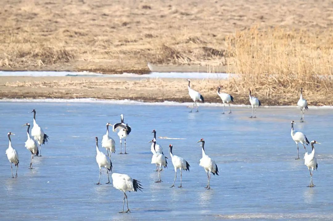 丹顶鹤重返辽河口：8万亩湿地重生记