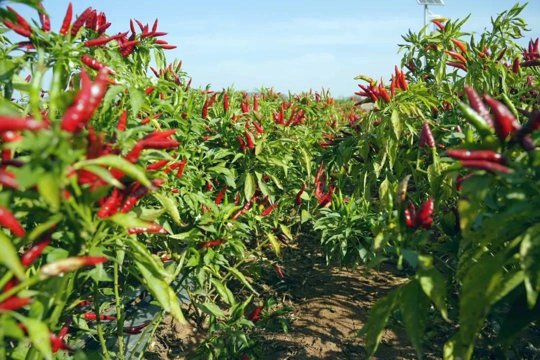 湖南：农业大省上半年交出稳中向好“成绩单”，“脊梁”作用凸显