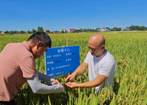 从选种到丰收：揭秘湘早籼32号等优质早稻品种的5大高产管理要点