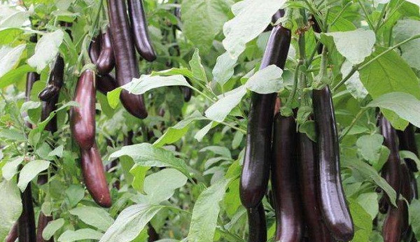 茄子大棚种植遭遇黄萎病从老叶发黄到维管束变褐的防治攻略