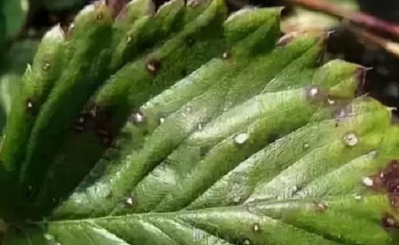 一亩地栽 7000 至 8000 株草莓配合调整磷钾肥用量预防轮斑病的方法