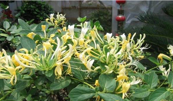 金银花种植科学管理怎么防白粉病 合理密植施肥修剪排水技巧