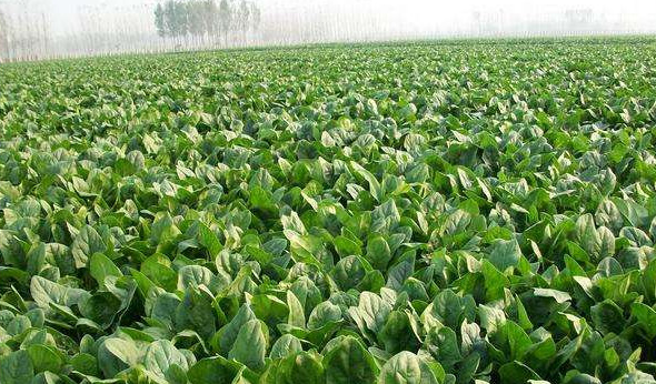 秋季设施农业种果菜类蔬菜选什么品种 番茄辣椒茄子种植时间