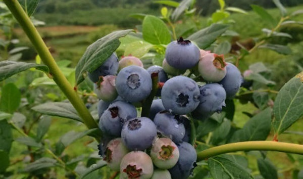 蓝莓种植：从酸性土壤到果实的智慧密码