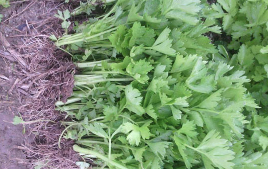 芹菜贮藏保鲜方法：科学管理，延长保质期