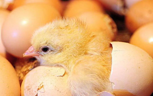 雏鸡出壳后开食时间及操作方法 掌握这些要点助力鸡群后期成长