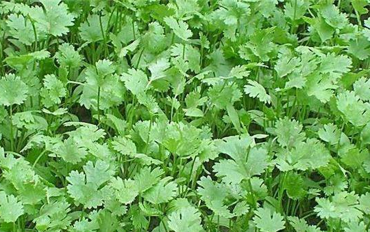 2025年几月种香菜最佳？详细种植时间与方法