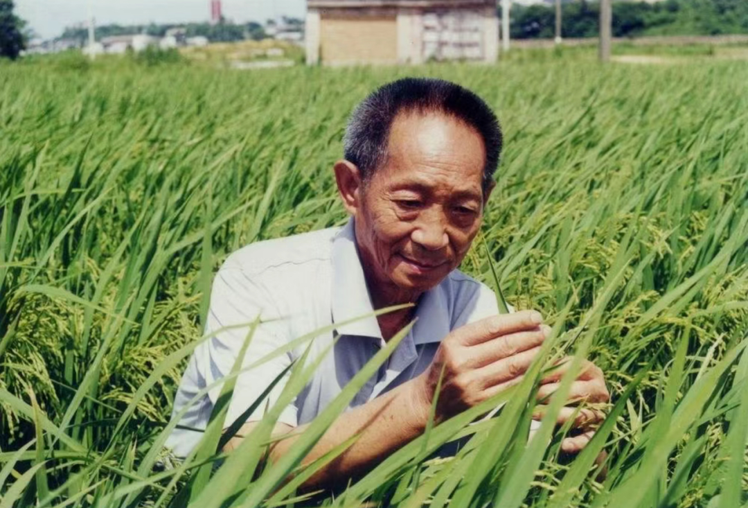 “一粒种子改变世界”：袁隆平与杂交水稻的伟大征程