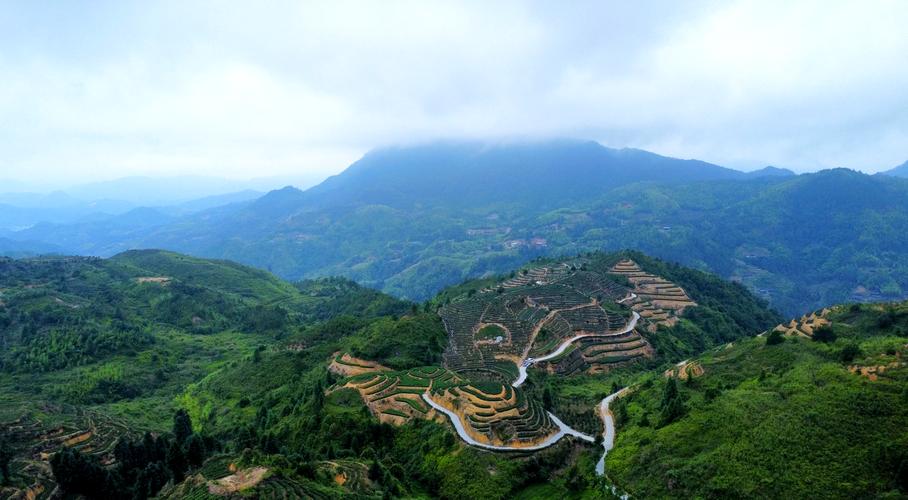 手机直播卖茶？三明茶农玩转电商，半年卖出6800万！