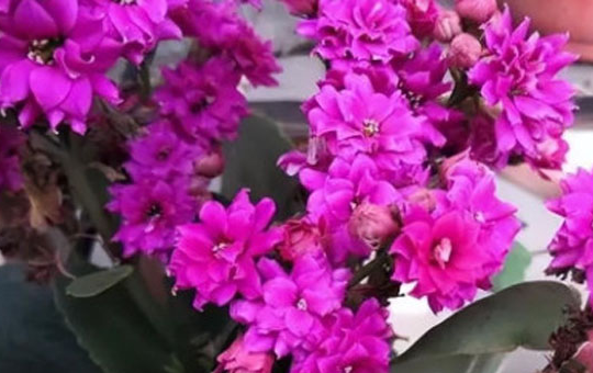 长寿花怎么养？从土壤选择、四季浇水方法到光照温度管理及摘心打顶技术大全