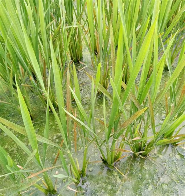 水稻僵苗？教你快速识别3大类型和补救方法，省钱又省心