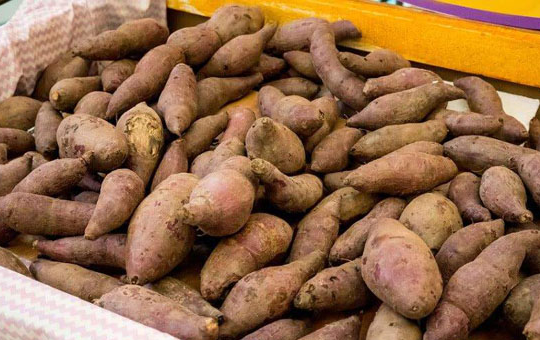红薯储藏出现腐烂的原因及有效预防措施
