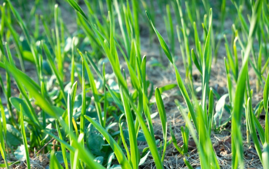 大蒜菠菜香菜封冻前怎么防冻？3 类蔬菜越冬管理技巧详解