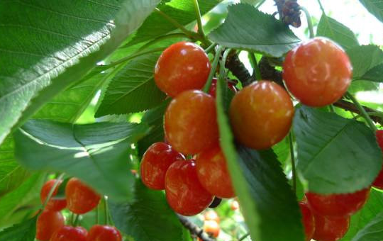适合快速收获的水果品种：2-4 个月成熟的草莓、甜瓜、火龙果等及种植管理指南